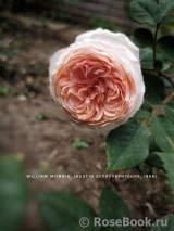William Morris William Morris