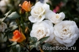 Lions Rose Lions Rose