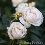 Lions Rose Lions Rose