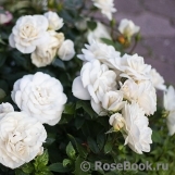 Lions Rose Lions Rose