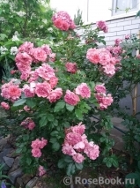 Rosarium Uetersen Rosarium Uetersen