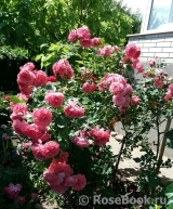 Rosarium Uetersen Rosarium Uetersen