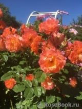 Westerland Westerland