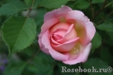 Abraham Darby Abraham Darby