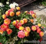 Gartenspass ® Gartenspass ®