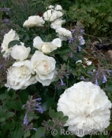 White Meidiland White Meidiland