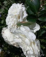 White Meidiland White Meidiland