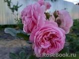 Rosengräfin Marie Henriette Rosengräfin Marie Henriette