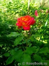 Midsummer