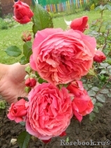 Laduree ® Laduree ®