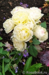 Golden Border Golden Border