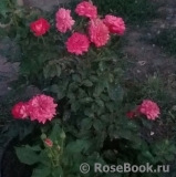 Midsummer Midsummer
