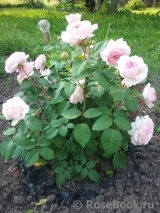Olivia Rose Austin Olivia Rose Austin