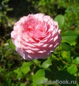 Strawberry Hill Strawberry Hill