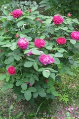 Rose de Rescht Rose de Rescht