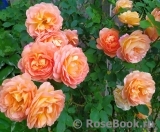Lady of Shalott Lady of Shalott