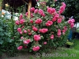 Rosarium Uetersen Rosarium Uetersen