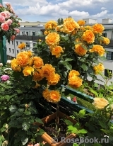 Goldelse Goldelse