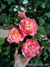 Augusta Luise Augusta Luise