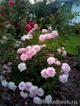 Home & Garden Home & Garden