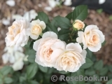 Lions Rose Lions Rose