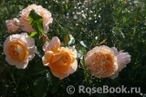 Sangerhauser Jubilaumsrose Sangerhauser Jubilaumsrose