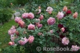 Jubilee Celebration® Jubilee Celebration®
