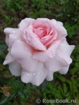 A Whiter Shade Of Pale A Whiter Shade Of Pale