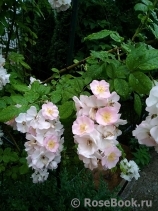 Perennial Blush Perennial Blush