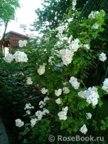Perennial Blush Perennial Blush