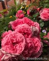 Rosarium Uetersen Rosarium Uetersen
