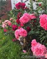 Rosarium Uetersen Rosarium Uetersen