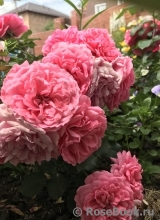 Rosarium Uetersen Rosarium Uetersen