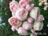 Hans Gonewein Rose Hans Gonewein Rose