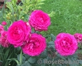 Johann Wolfgang von Goethe Rose® Johann Wolfgang von Goethe Rose®