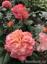Augusta Luise Augusta Luise