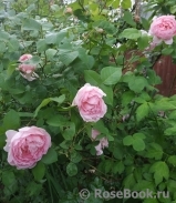 Constance Spry Constance Spry