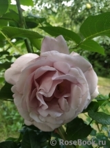 La Rose du Petit Prince La Rose du Petit Prince