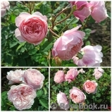 The Alnwick Rose The Alnwick Rose
