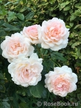 Chandos Beauty Chandos Beauty