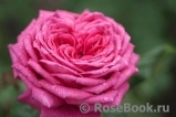 Johann Wolfgang von Goethe Rose® Johann Wolfgang von Goethe Rose®