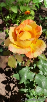 Rose La Rose des Impressionnistes Rose La Rose des Impressionnistes
