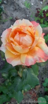 Rose La Rose des Impressionnistes Rose La Rose des Impressionnistes