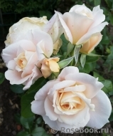 Lions Rose Lions Rose