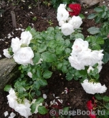 Aspirin Rose Aspirin Rose