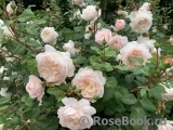 Crocus Rose® Crocus Rose®