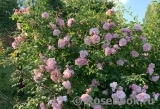 Albertine Albertine