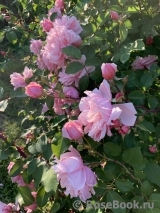 Albertine Albertine