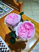 Olivia Rose Austin Olivia Rose Austin