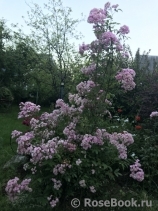 Heavenly Pink Heavenly Pink